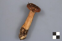 Lactarius affinis image